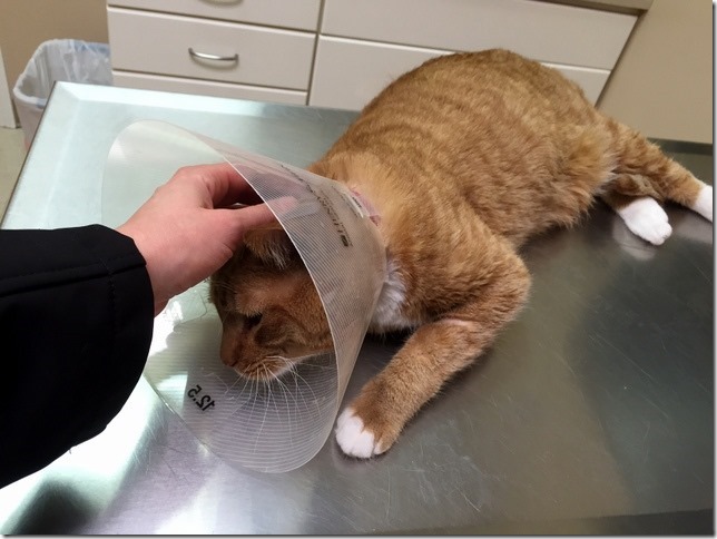 Emergency Perineal Urethrostomy Surgery for Cats